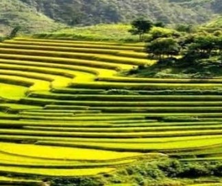 sapa